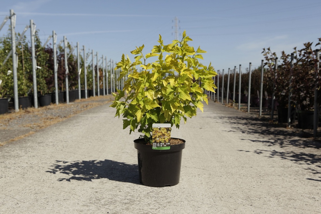 Physocarpus opulifolius ANGEL GOLD (PBR) cont. 10L 60-80 cm +ф