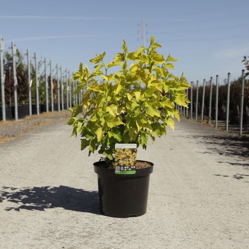 [P] Physocarpus opulifolius ANGEL GOLD (PBR) cont. 10L 60-80 cm +B