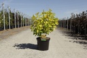 Physocarpus opulifolius ANGEL GOLD (PBR) cont. 10L 60-80 cm +ф