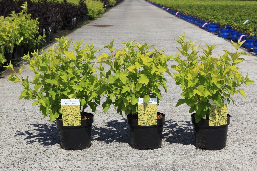 Physocarpus opulifolius ANGEL GOLD (PBR) cont. 3,6L 50-60 cm +f