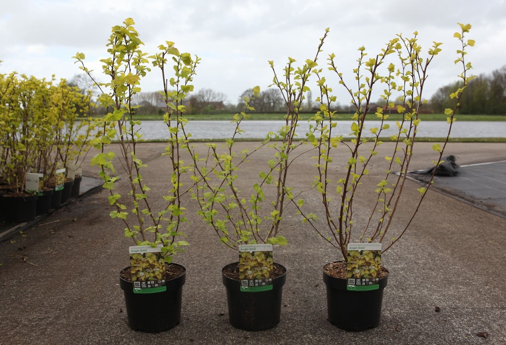 Physocarpus opulifolius ANGEL GOLD (PBR) cont. 3,6L 50-60 cm +p