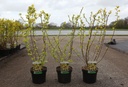 Physocarpus opulifolius ANGEL GOLD (PBR) cont. 3,6L 50-60 cm +ф