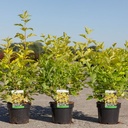 Physocarpus opulifolius ANGEL GOLD (PBR) cont. 3,6L 50-60 cm +B
