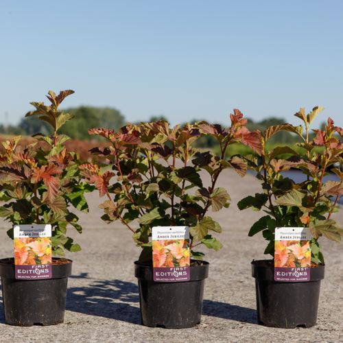 Physocarpus opulifolius First Editions® AMBER JUBILEE® (PBR) cont. 3,6L 50-60 cm +p