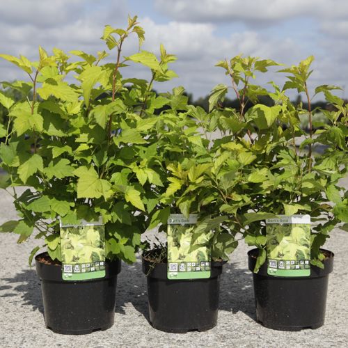Physocarpus opulifolius 'Dart's Gold®' cont. 3,6L 50-60 cm +p