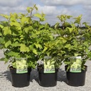 Physocarpus opulifolius 'Dart's Gold®' cont. 3,6L 50-60 cm +B