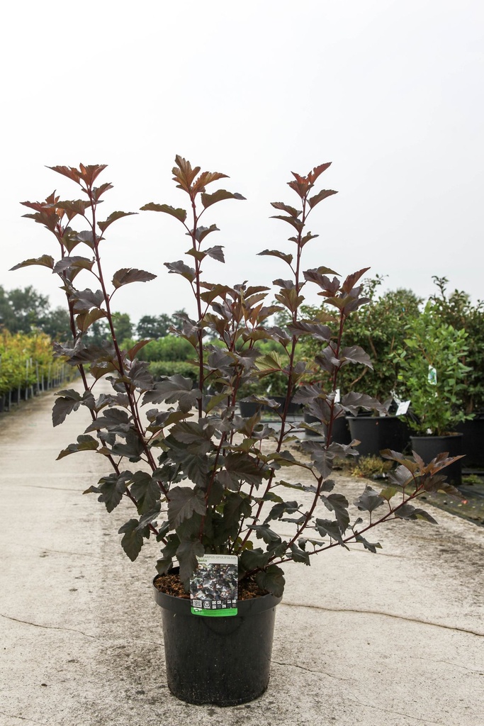 Physocarpus opulifolius 'Diabolo' (PBR) cont. 10L 60-80 cm +ф