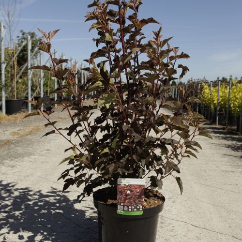 [P] Physocarpus opulifolius 'Diabolo' (PBR) cont. 10L 60-80 cm +ф