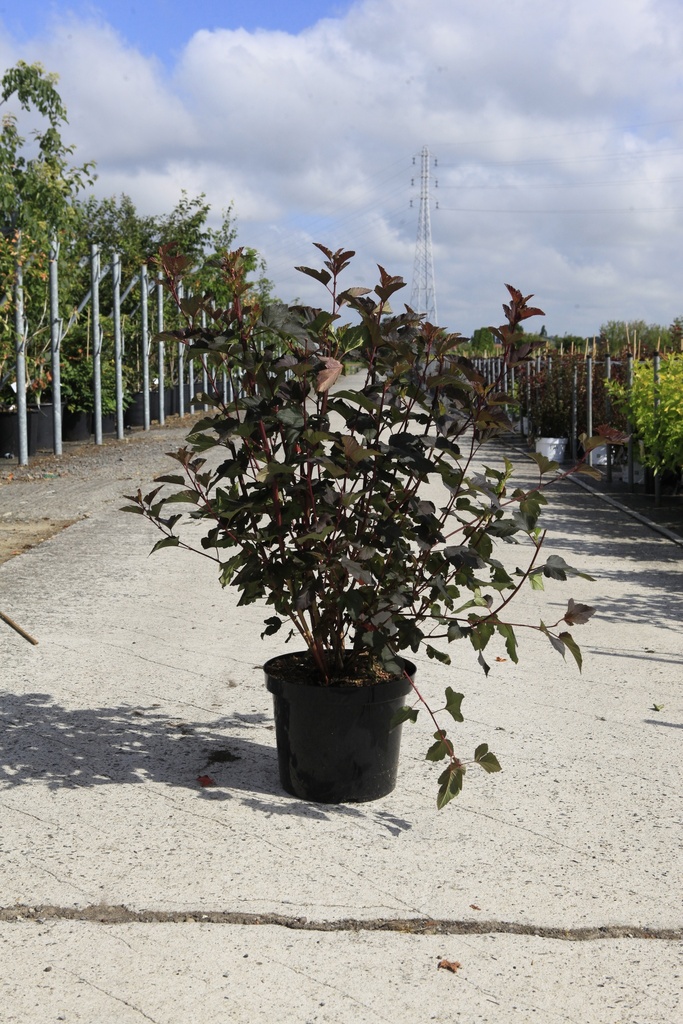 Physocarpus opulifolius 'Diabolo' (PBR) cont. 10L 60-80 cm +f