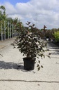 Physocarpus opulifolius 'Diabolo' (PBR) cont. 10L 60-80 cm +f