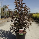 Physocarpus opulifolius 'Diabolo' (PBR) cont. 10L 60-80 cm +p