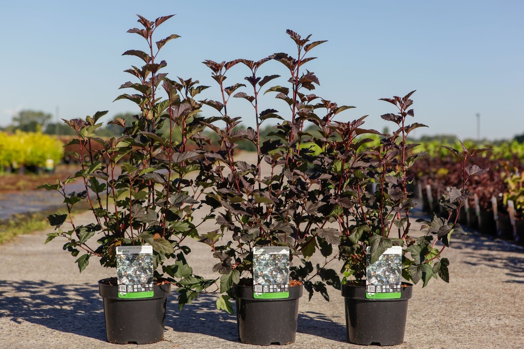 Physocarpus opulifolius 'Diabolo' (PBR) cont. 3,6L 50-60 cm +f