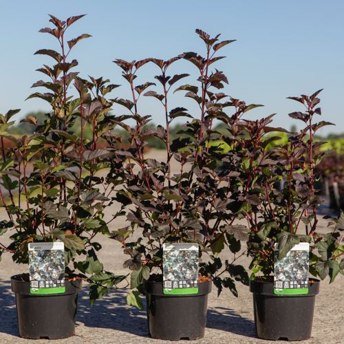 [P] Physocarpus opulifolius 'Diabolo' (PBR) cont. 3,6L 50-60 cm +p