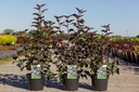 Physocarpus opulifolius 'Diabolo' (PBR) cont. 3,6L 50-60 cm +f