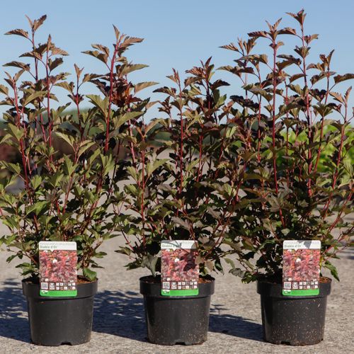 Physocarpus opulifolius DIABLE D'OR® (PBR) cont. 3,6L 50-60 cm +p