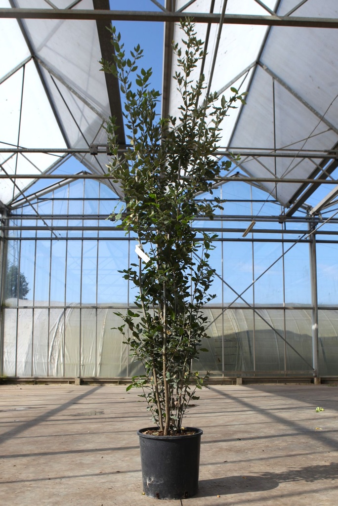 Quercus ilex cont. 18L 150-175 cm