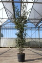 Quercus ilex cont. 18L 150-175 cm