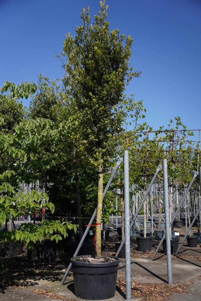 [P] Quercus ilex cont. 180L haute tige 20-25
