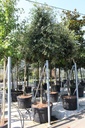 Quercus ilex cont. 180L standard 20-25