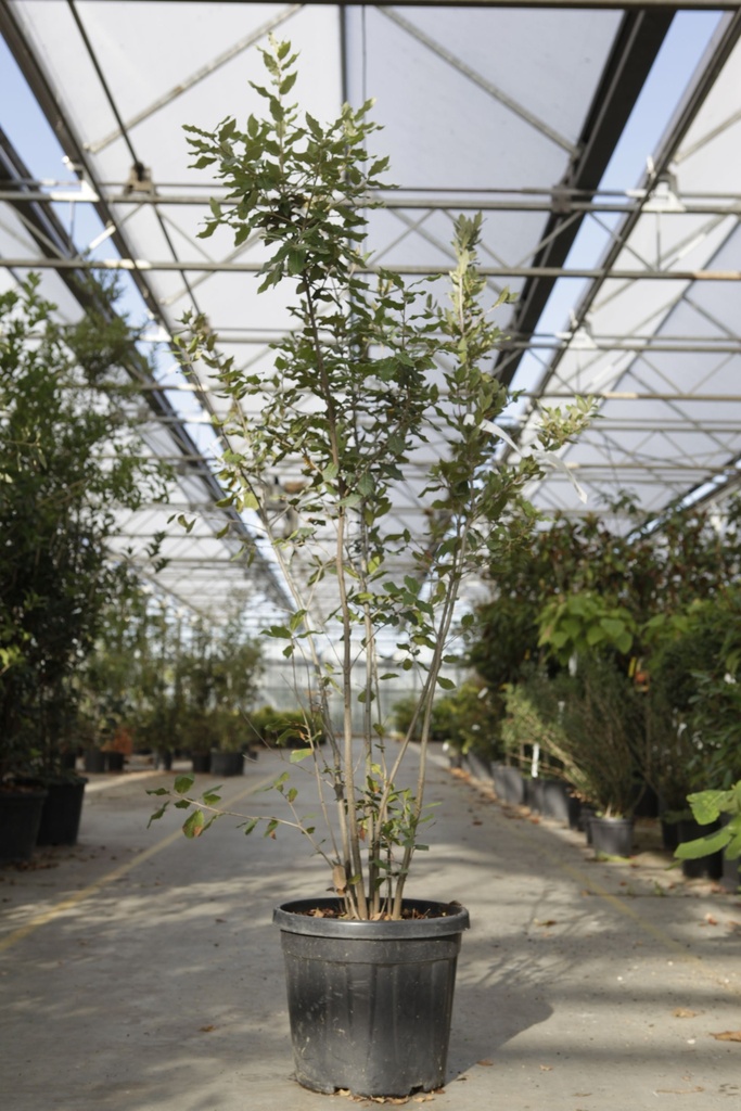 Quercus ilex cont. 30L 175-200 cm