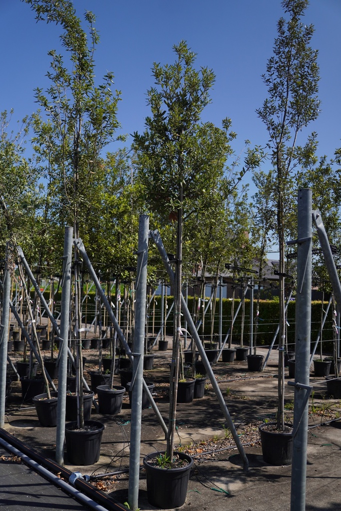 [P] Quercus ilex cont. 30L hoogstam 8-10