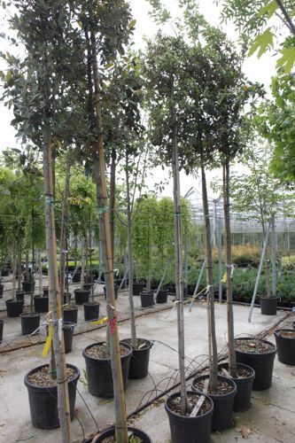 [P] Quercus ilex cont. 30L tige haute 8-10