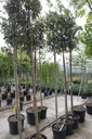 Quercus ilex cont. 30L Stamm 8-10