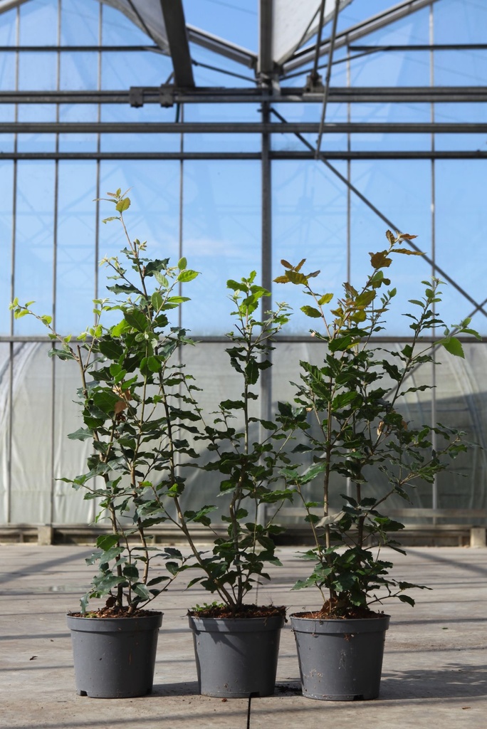 Quercus ilex cont. 3L 50-60 cm