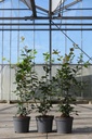 Quercus ilex cont. 3L 50-60 cm