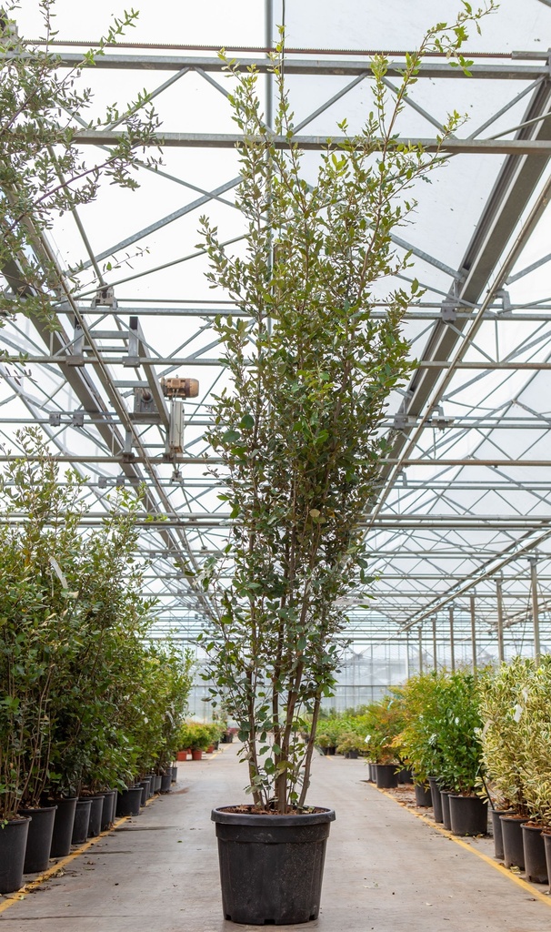Quercus ilex cont. 45L 250-300 cm