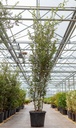 Quercus ilex Kont. 45L 250-300 cm