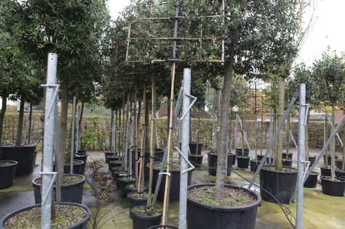 [P] Quercus ilex cont. 35L tige haute 10-12 espalier