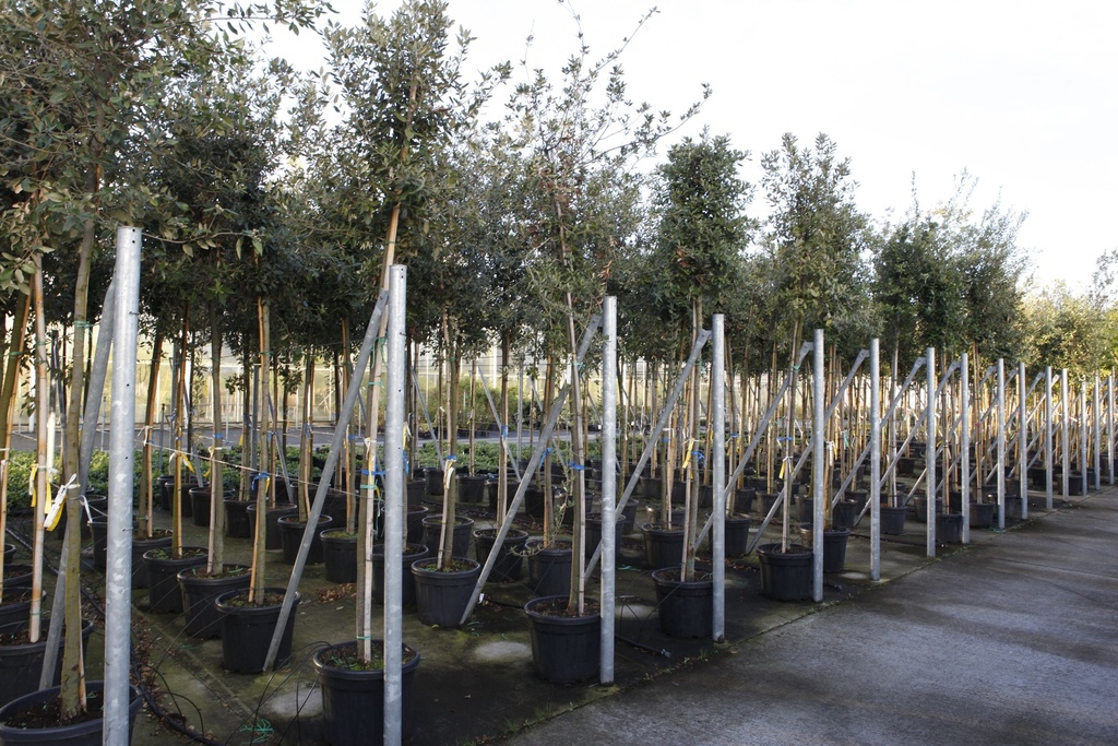 Quercus ilex cont. 50L hoogstam 12-14