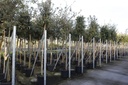 Quercus ilex cont. 50L hoogstam 12-14