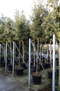 Quercus ilex cont. 70L hoogstam 14-16