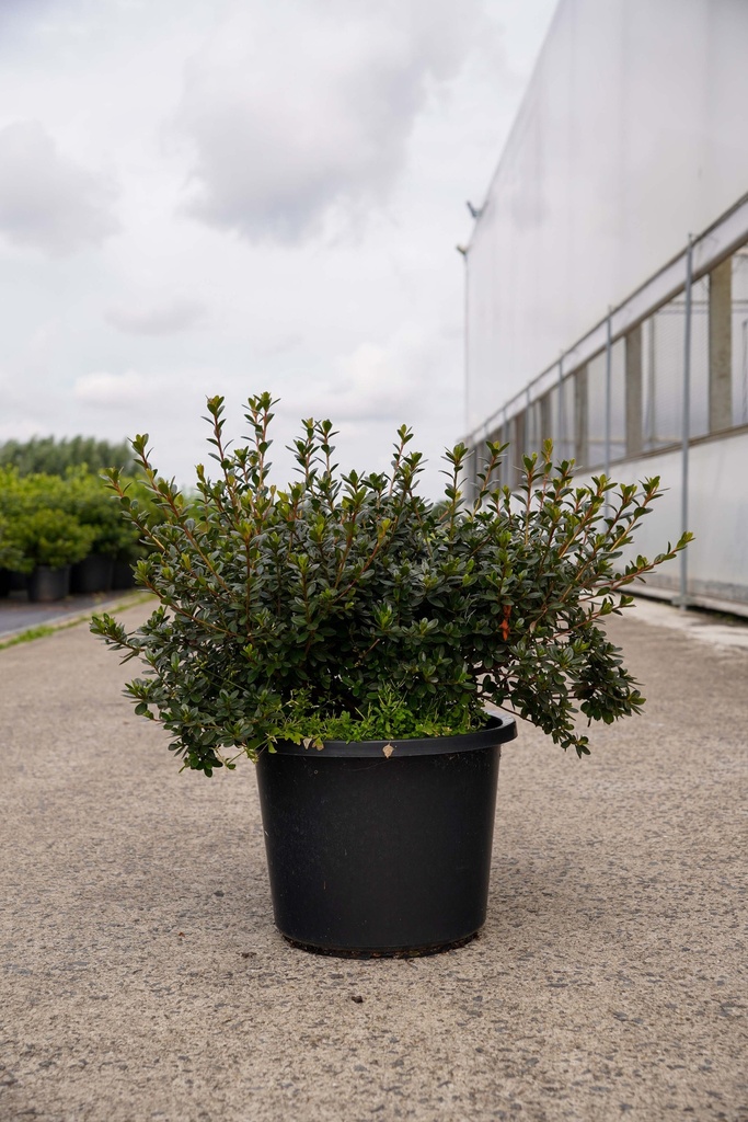 [P] Rhododendron (AJ) 'Amoena' cont. 12L 60/+ cm +ф