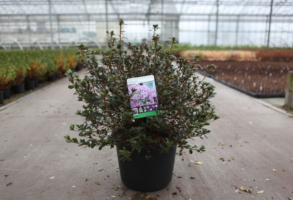 Rhododendron (AJ) 'Amoena' cont. 12L 60/+ cm +f