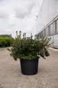Rhododendron (AJ) 'Amoena' Kont. 12L 60/+ cm +B