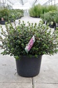 Rhododendron (AJ) 'Amoena' cont. 12L 60/+ cm +p