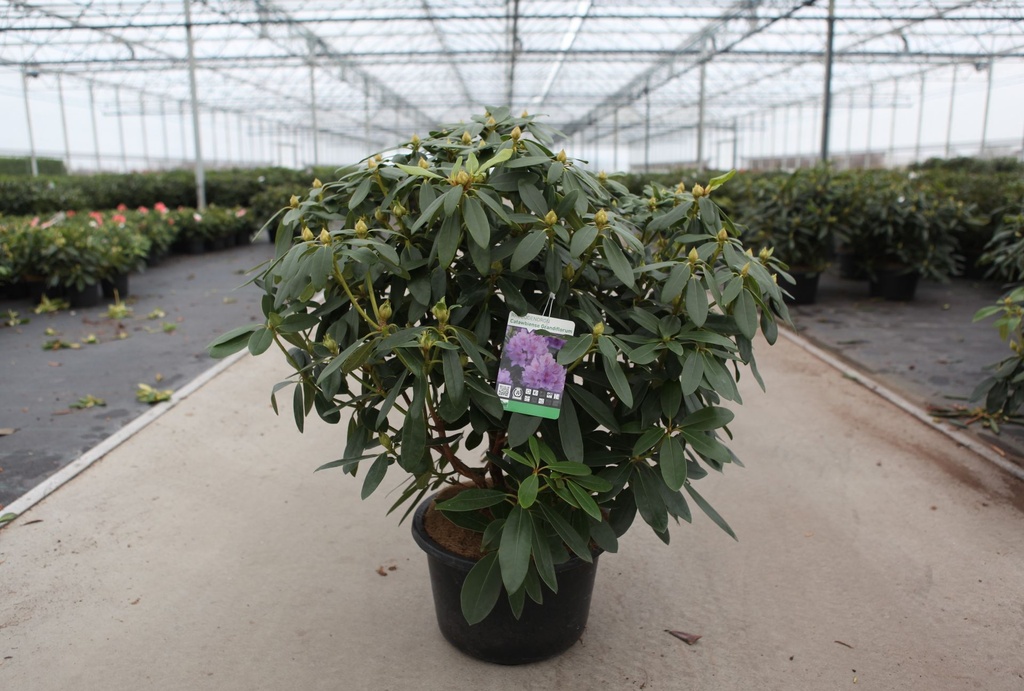[P] Rhododendron 'Catawbiense Grandiflorum' cont. 18L 80-100 cm +B