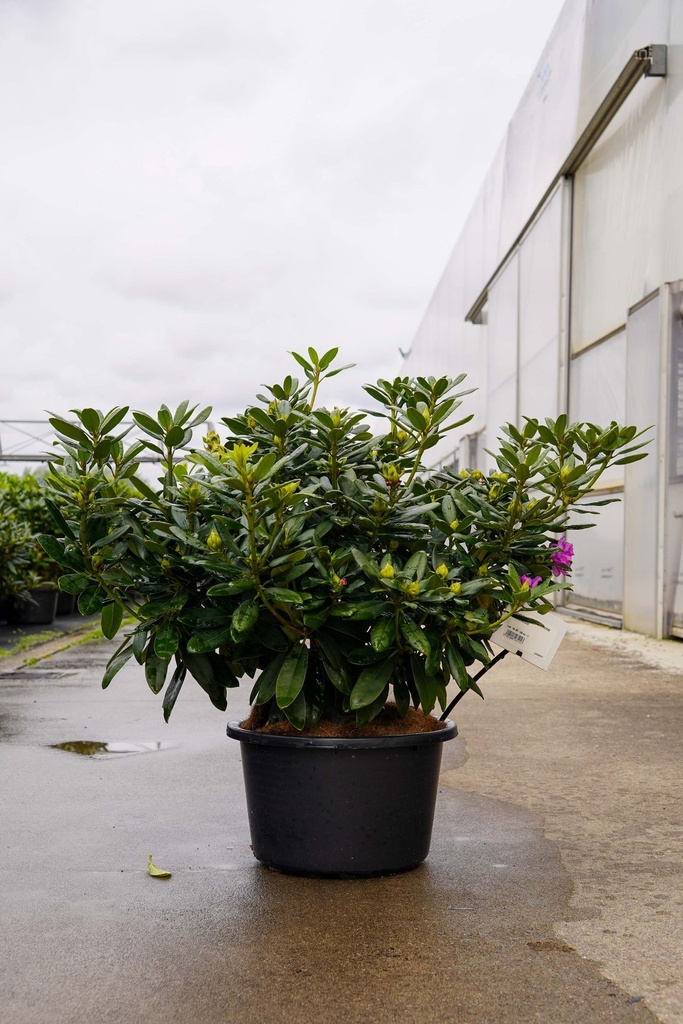 Rhododendron 'Catawbiense Grandiflorum' cont. 18L 80-100 cm +f