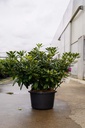 Rhododendron 'Catawbiense Grandiflorum' cont. 18L 80-100 cm +f