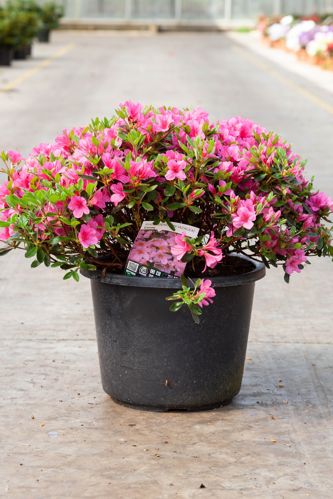 [P] Rhododendron (AJ) 'Conny' cont. 12L 60/+ cm +ф