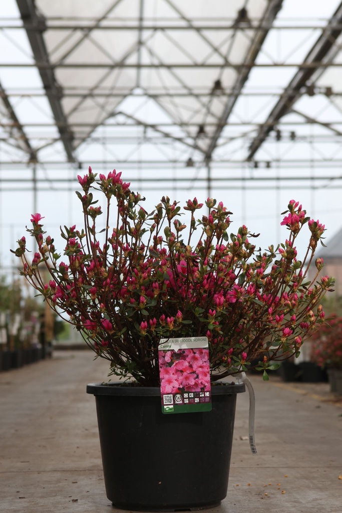 [P] Rhododendron (AJ) 'Conny' cont. 12L 60/+ cm +B