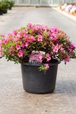Rhododendron (AJ) 'Conny' cont. 12L 60/+ cm +p