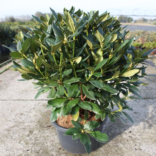 Rhododendron 'Cunningham's White' cont. 18L 80/+ cm +ф
