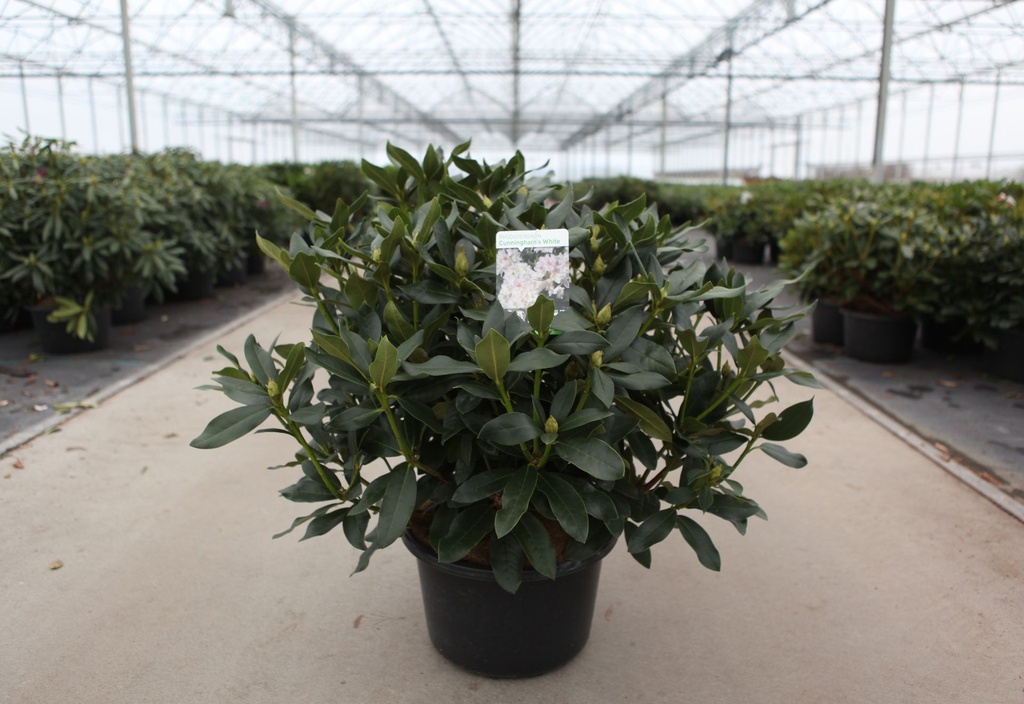 [P] Rhododendron 'Cunningham's White' cont. 18L 80/+ cm +B