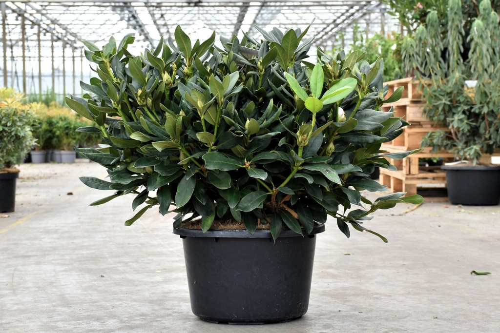 [P] Rhododendron 'Cunningham's White' cont. 18L 80/+ cm +f