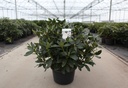 Rhododendron 'Cunningham's White' cont. 18L 80/+ cm +f
