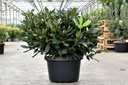 Rhododendron 'Cunningham's White' cont. 18L 80/+ cm +f